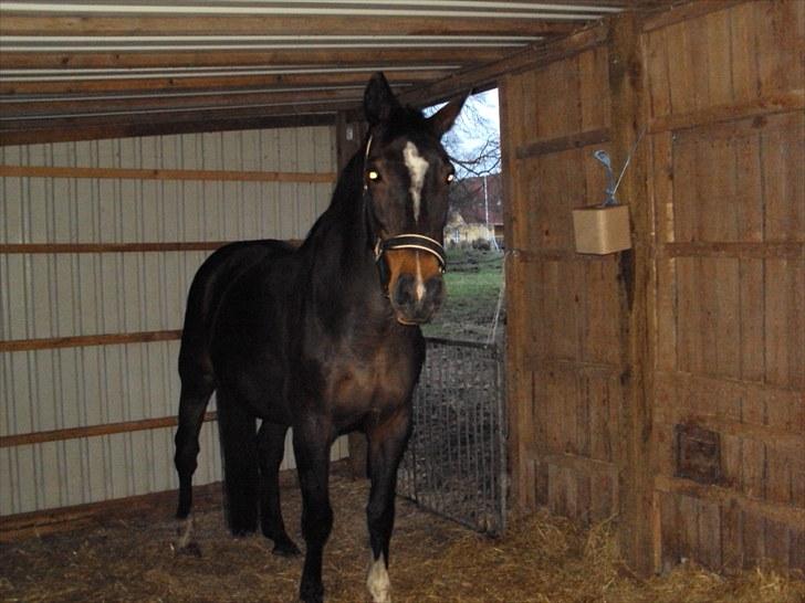 Dansk Varmblod R.I.P Wita billede 9