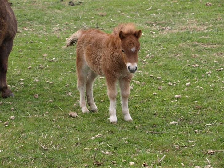 Shetlænder Sandgaardens Tekita.  SOLGT!  - hva er der nu ????????? billede 6