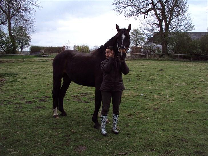 Dansk Varmblod R.I.P Wita billede 10