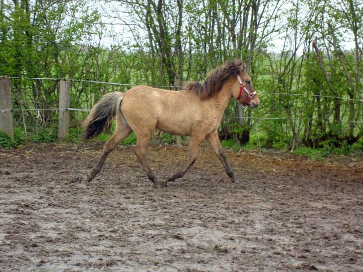 Islænder # Fina fra Urnebjerggård  - 08-05-2010 billede 3