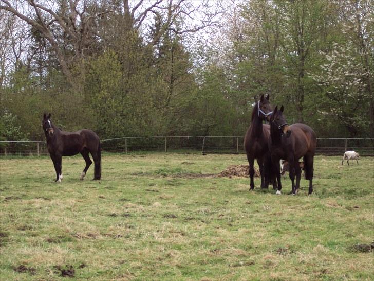 Dansk Varmblod R.I.P Wita billede 11