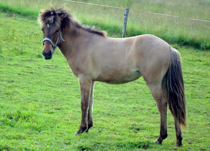 Islænder # Fina fra Urnebjerggård  - 04-07-2010 billede 4