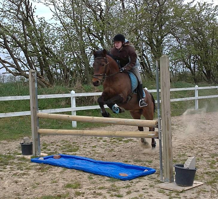 New Forest Otto - Vandgrav billede 4