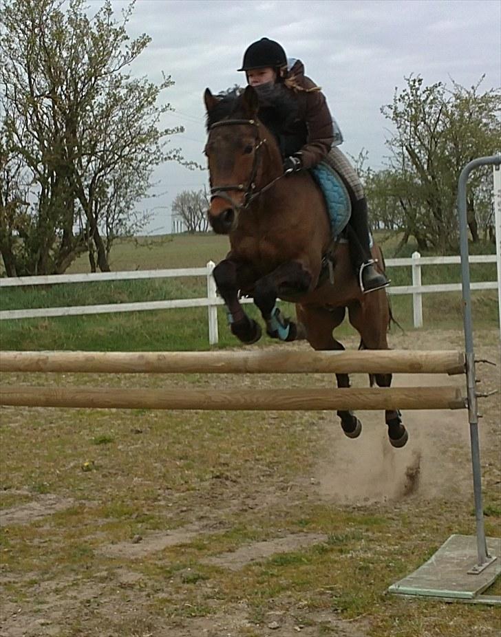 New Forest Otto - 1 m. billede 5