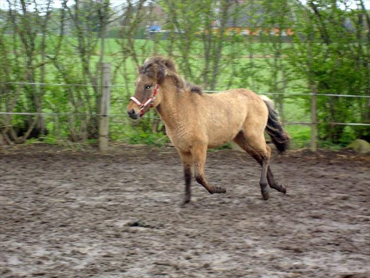 Islænder # Fina fra Urnebjerggård  - 08-05-2010 billede 6