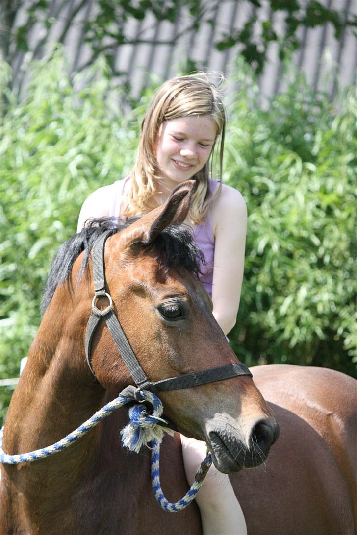 New Forest Otto - søødt billede 7