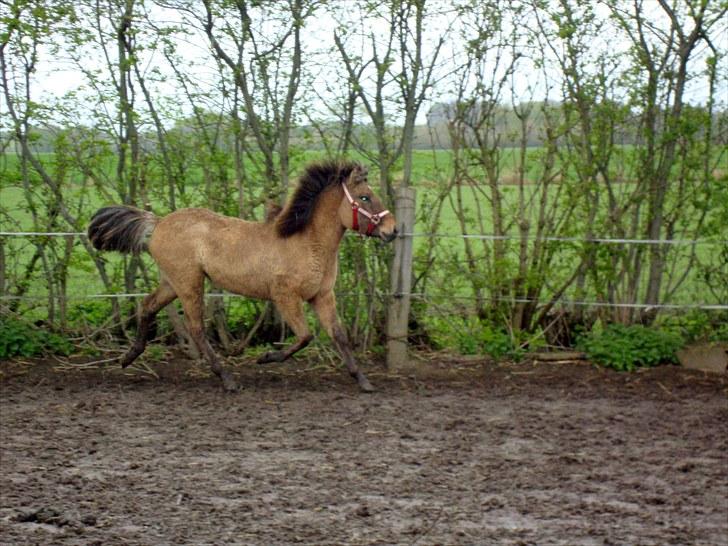 Islænder # Fina fra Urnebjerggård  - 08-05-2010 billede 7
