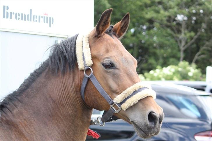 New Forest Otto - smuk <3 billede 8