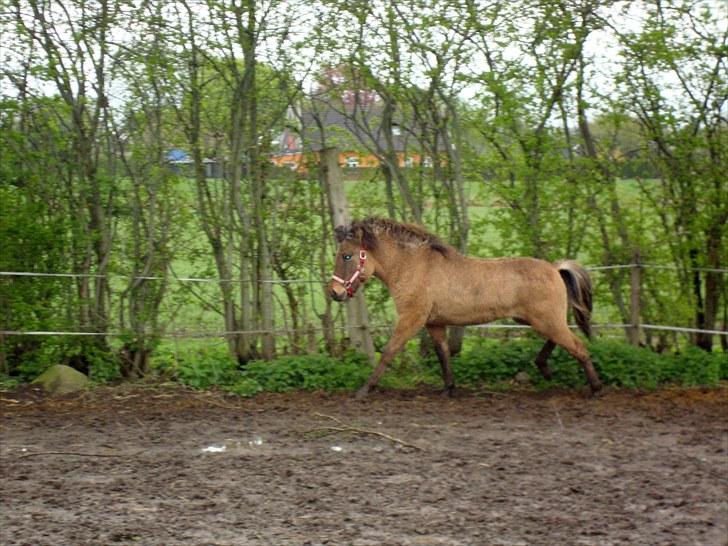 Islænder # Fina fra Urnebjerggård  - 08-05-2010 billede 8