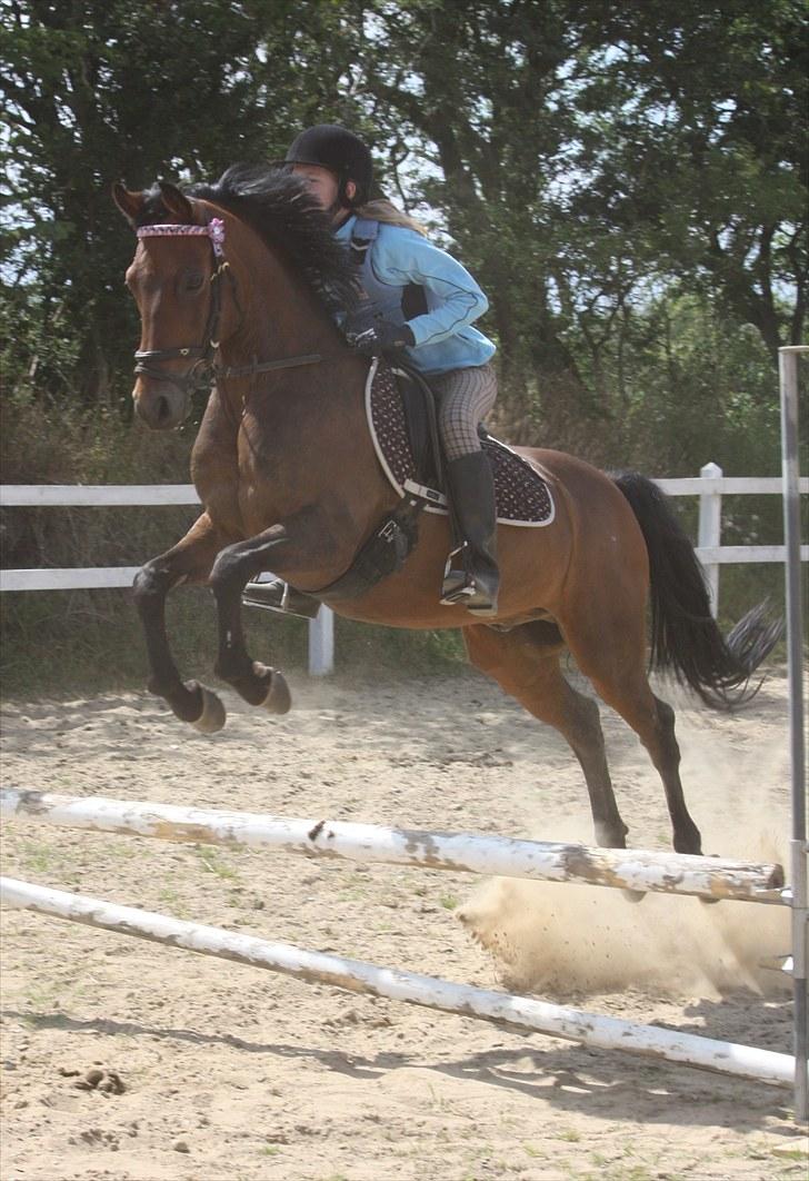 New Forest Otto - Opvarmning der hjemme billede 9