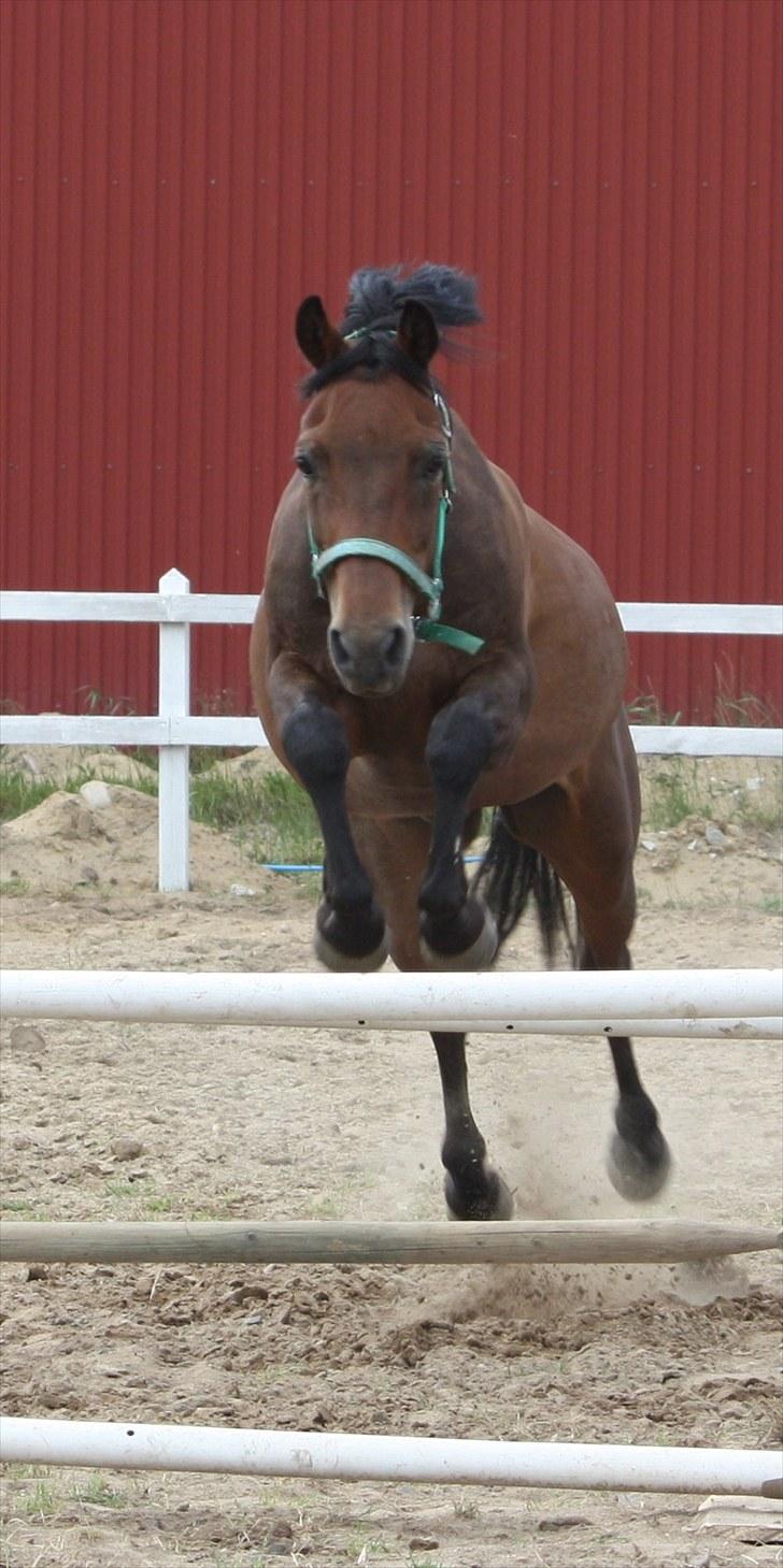 New Forest Otto - Løsspring (: billede 10