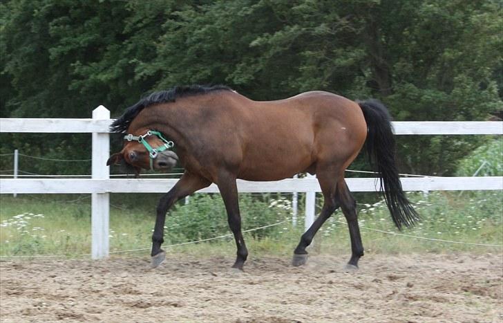 New Forest Otto - vild igen (; billede 11