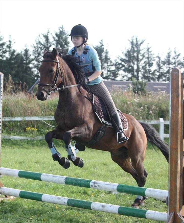 New Forest Otto - Opvarmning billede 12