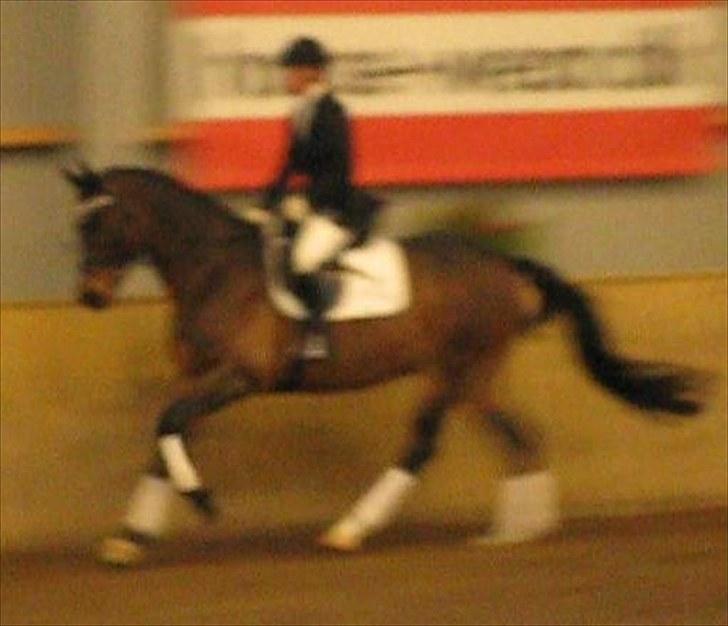 Dansk Varmblod Cavato billede 9