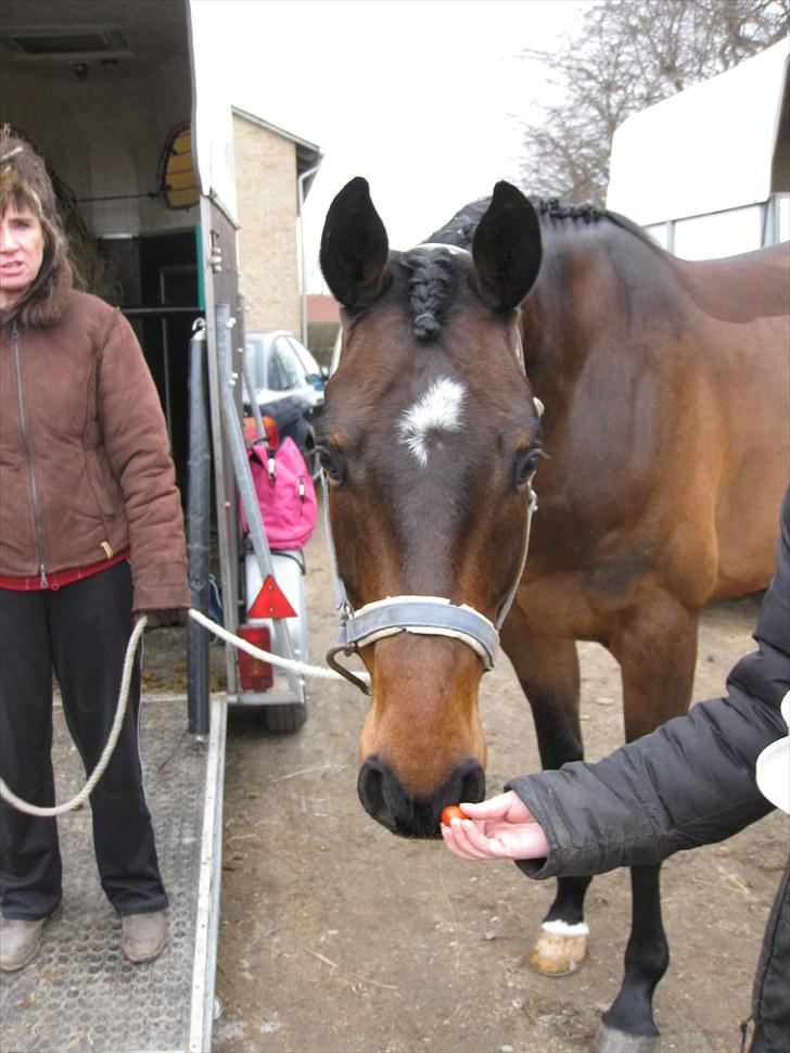 Dansk Varmblod Cavato billede 10