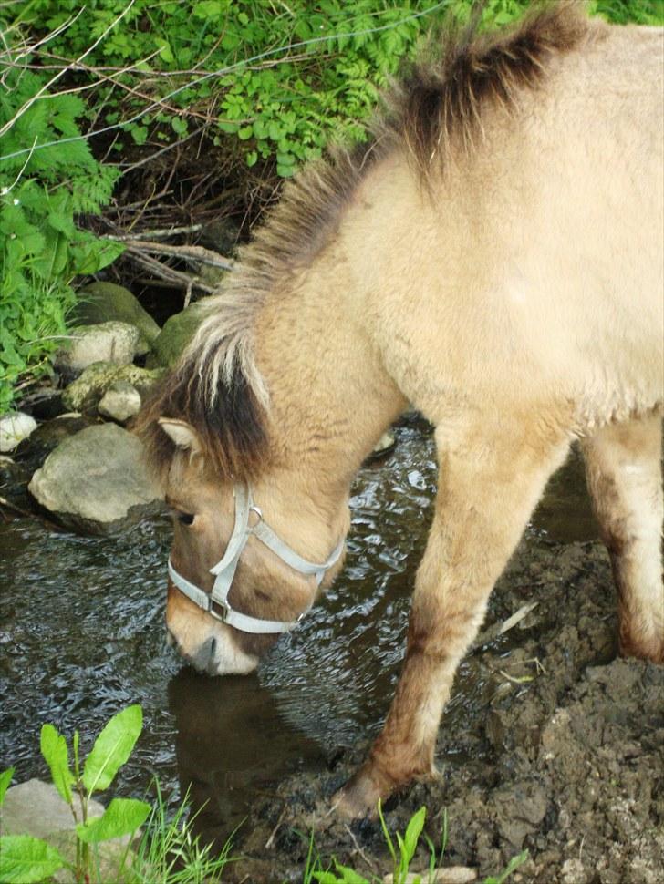 Islænder # Fina fra Urnebjerggård  - 26-05-2010. Fina er blevet tørstig, når ikke hun er tørstig mere leger hun med vandet. billede 12
