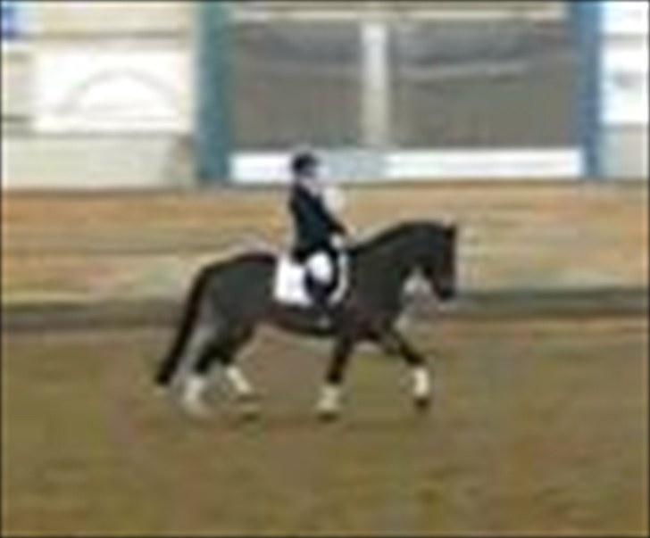 Dansk Varmblod Cavato billede 12