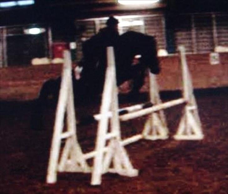 Dansk Varmblod Cavato billede 13