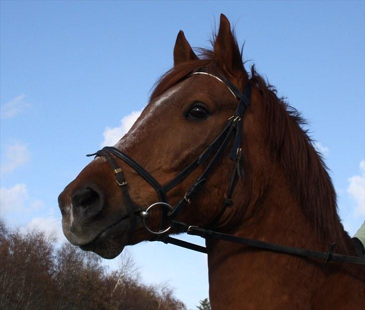 Anden særlig race Møffe<3 - HEEEJ:) billede 1