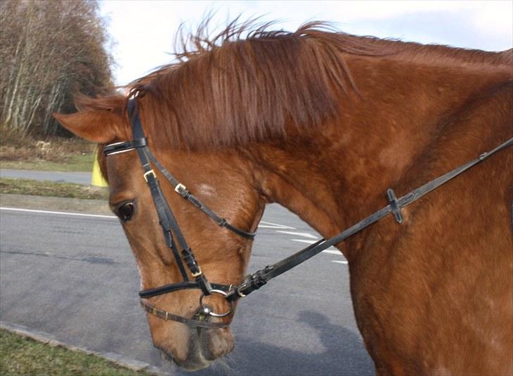 Anden særlig race Møffe<3 - han går under lod fordi han så noget på jorden;) billede 4