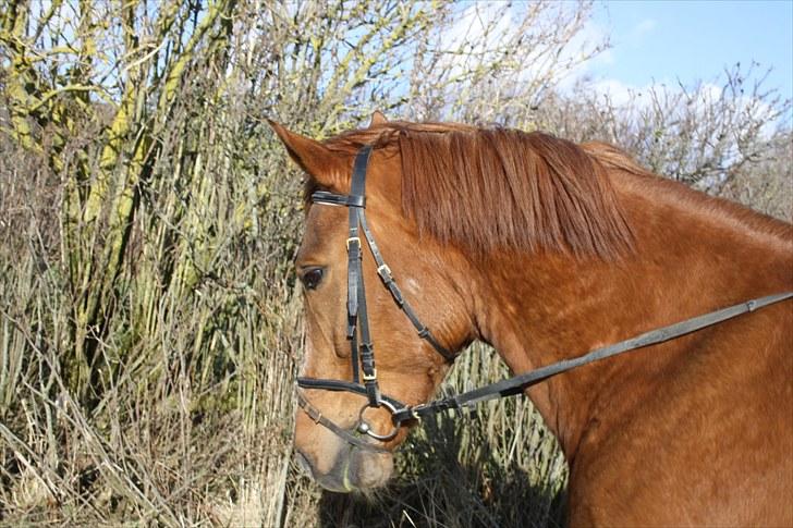 Anden særlig race Møffe<3 - han kan da sagtens gå pænt med ørene fremme og det hele:P<3 billede 5