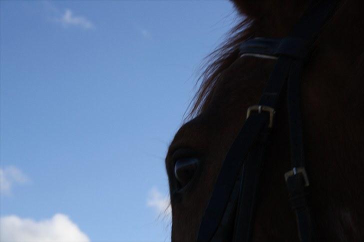 Anden særlig race Møffe<3 - LOOVE brown eyes:P;)<3 billede 8