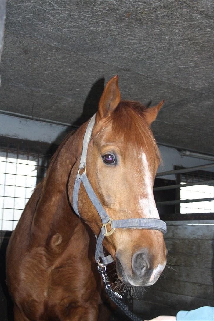 Anden særlig race Møffe<3 - nuser<3 billede 10