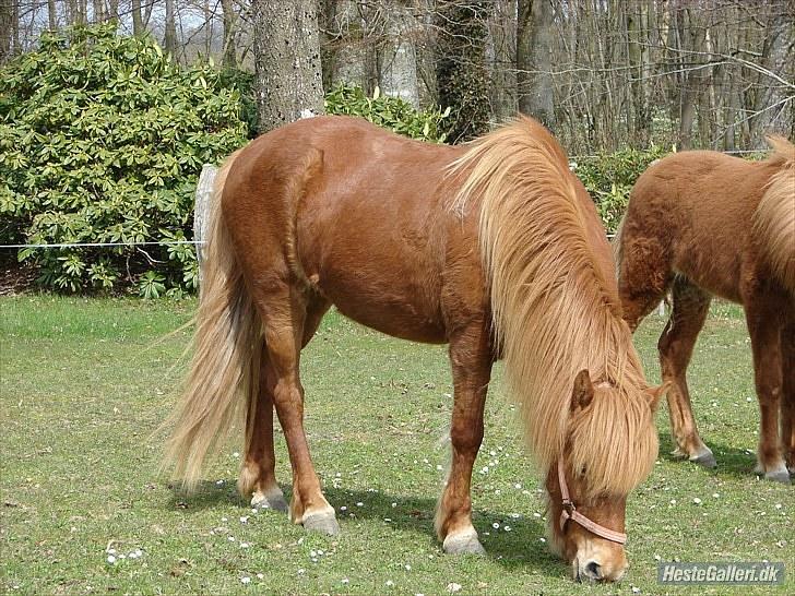 Islænder Buska fra Agersø  billede 20