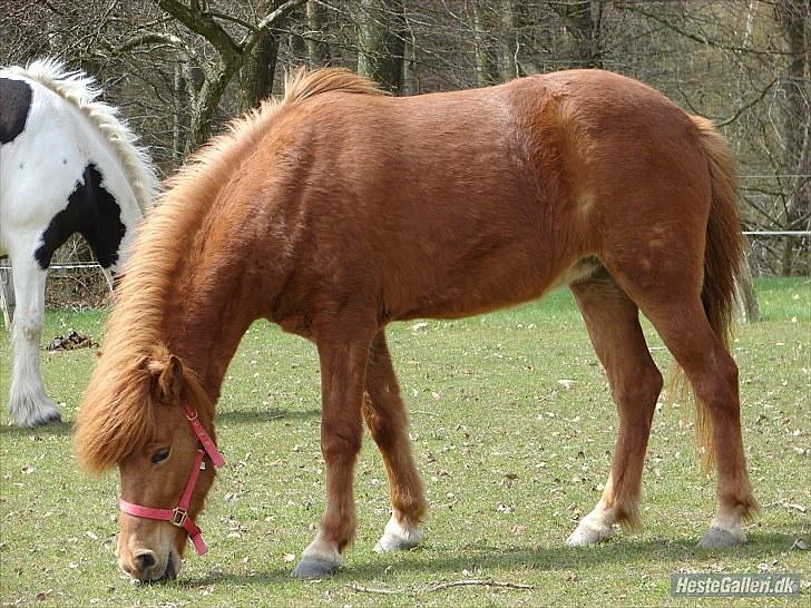 Islænder Saga fra Dalsgaard billede 11