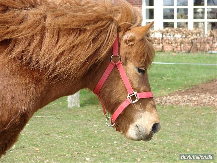 Islænder Saga fra Dalsgaard billede 12