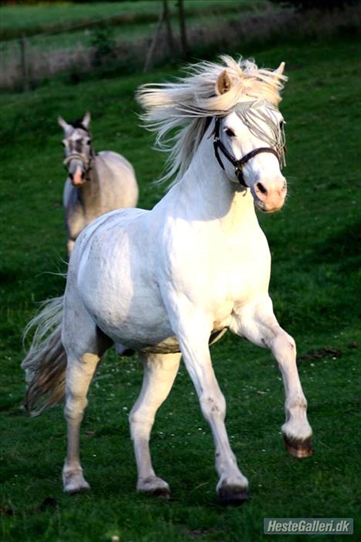 Connemara walentin - her kommer jeg er jeg ik´ fin billede 1