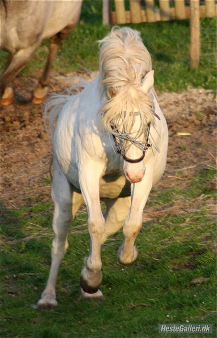 Connemara walentin - selv om at han er ´´20´´ så betyder det ikke at man ik´ kan tage en galop med buk ud over marken! billede 2