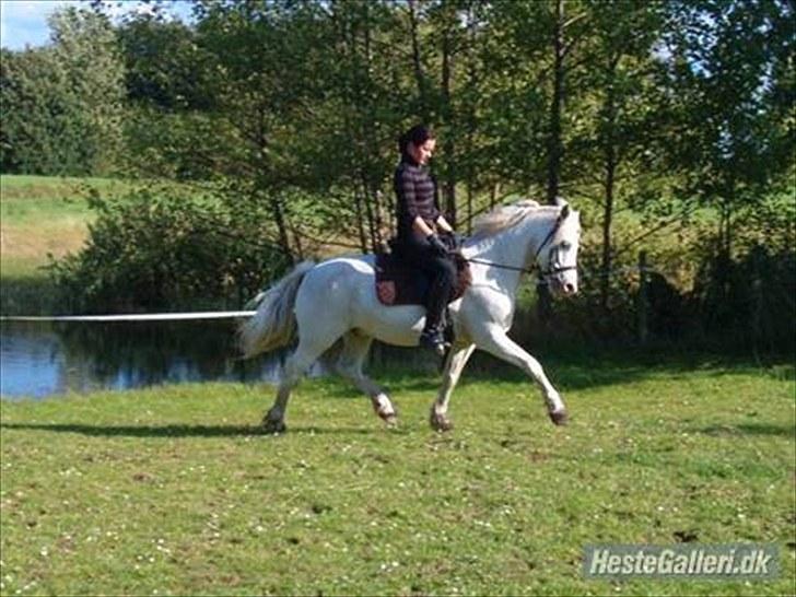 Connemara walentin - fri trav billede 3