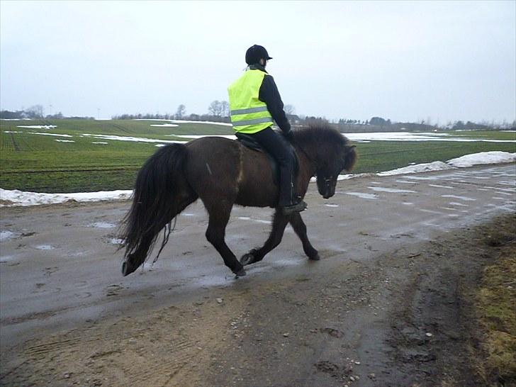 Islænder Atli fra Litla-husid solgt - 20.3.10. Foto: Iben billede 12
