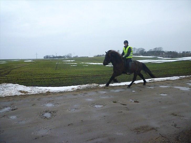 Islænder Atli fra Litla-husid solgt - d.20.3.10 foto: Iben billede 14