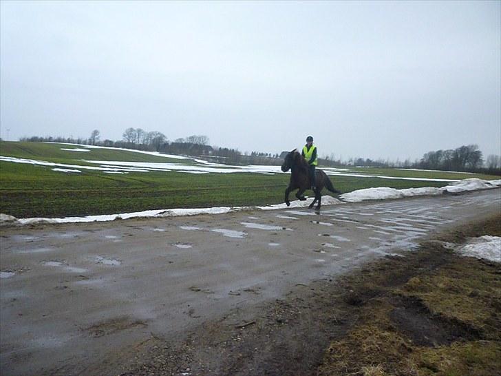 Islænder Atli fra Litla-husid solgt - d.20.3.10 foto: Iben billede 15