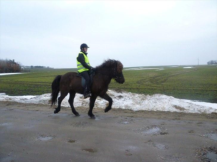 Islænder Atli fra Litla-husid solgt - d.20.3.10 foto: Iben  billede 16