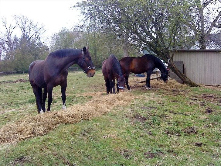 Dansk Varmblod R.I.P Wita billede 12