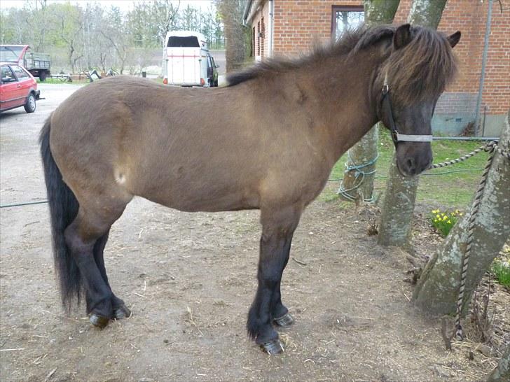 Islænder Atli fra Litla-husid solgt - d.9 maj 10. Atli har nu tabt sin vinterpels og har skiftet farve. billede 17