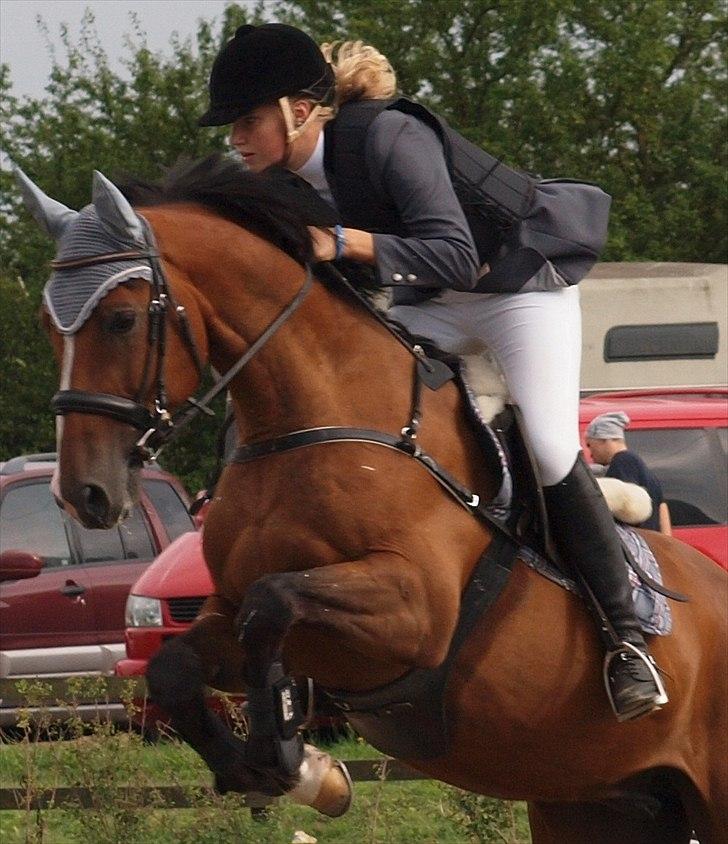 Zangersheide Elco Du Buisson Z - Første stævne. billede 10