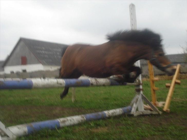 Shetlænder Laban - Laban Springer !! billede 7