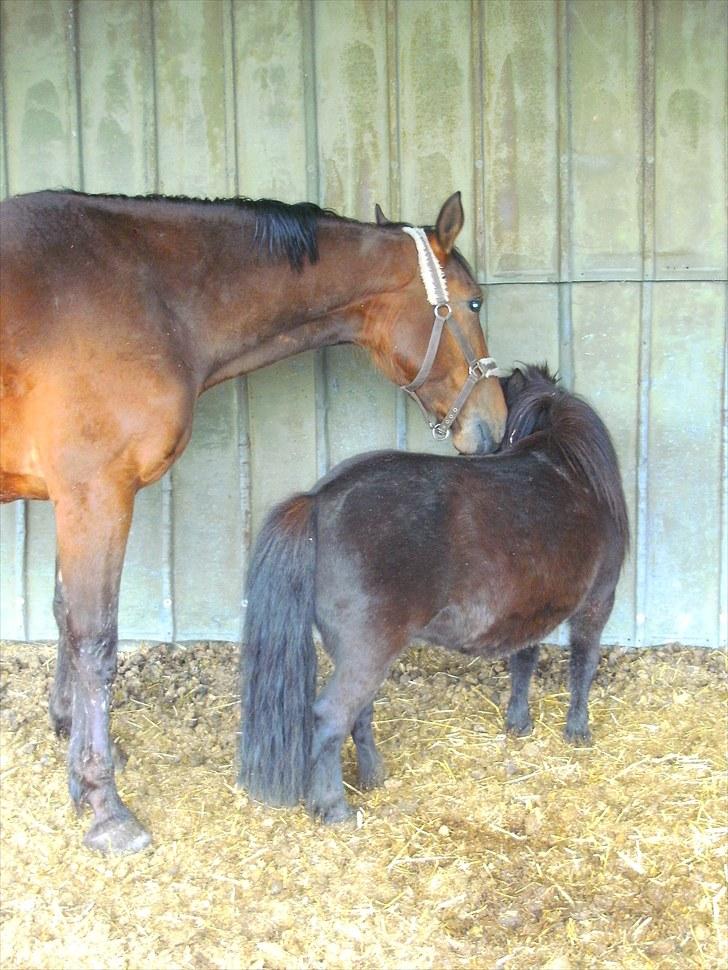 Anden særlig race Rastell *Mors Hjertebarn* - Første gang på fold med de andre. Molli er godt nok lidt lækker . <3 D 8-5-2010 Foto Mig billede 9