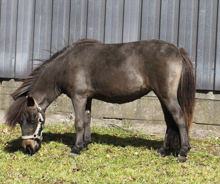 Dansk Miniature Lundevestergård Papaya Fa - 09.05.2010  billede 11