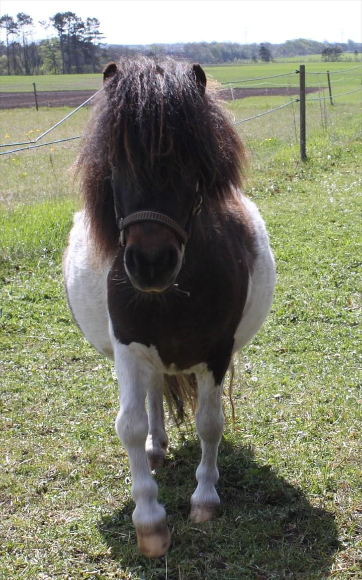 Dansk Miniature Sønderhedens Freja - 09.05.2010 mon ikke snart der kommer føl. bare ikke hun explodere billede 16