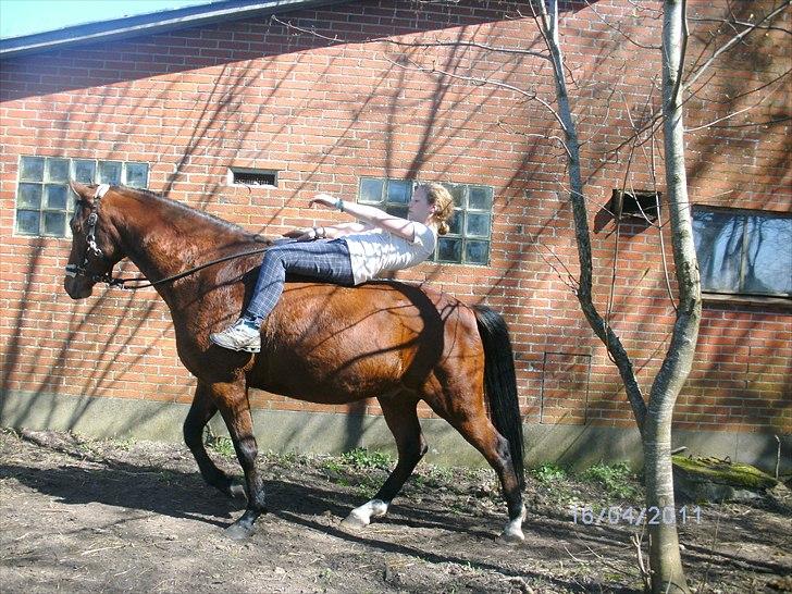 Pinto Figaro Ponygaarden billede 5