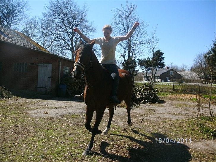 Pinto Figaro Ponygaarden billede 7