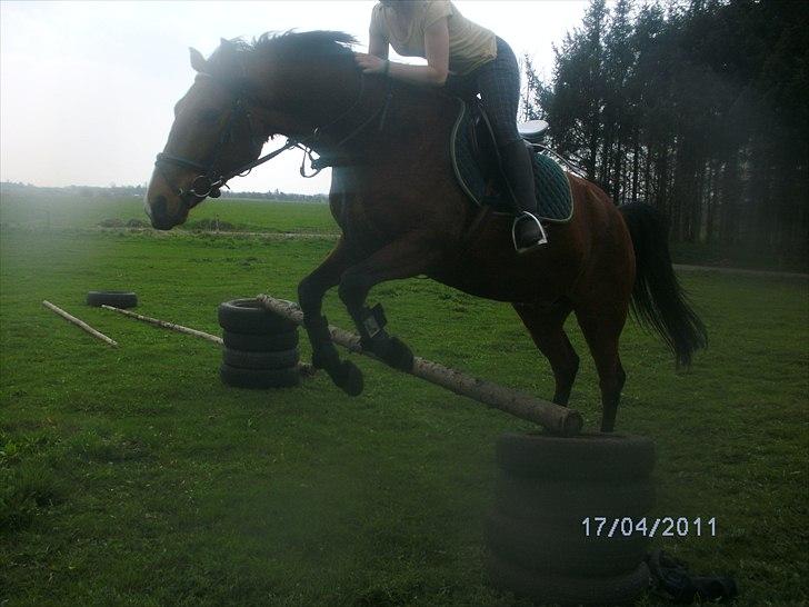 Pinto Figaro Ponygaarden billede 8