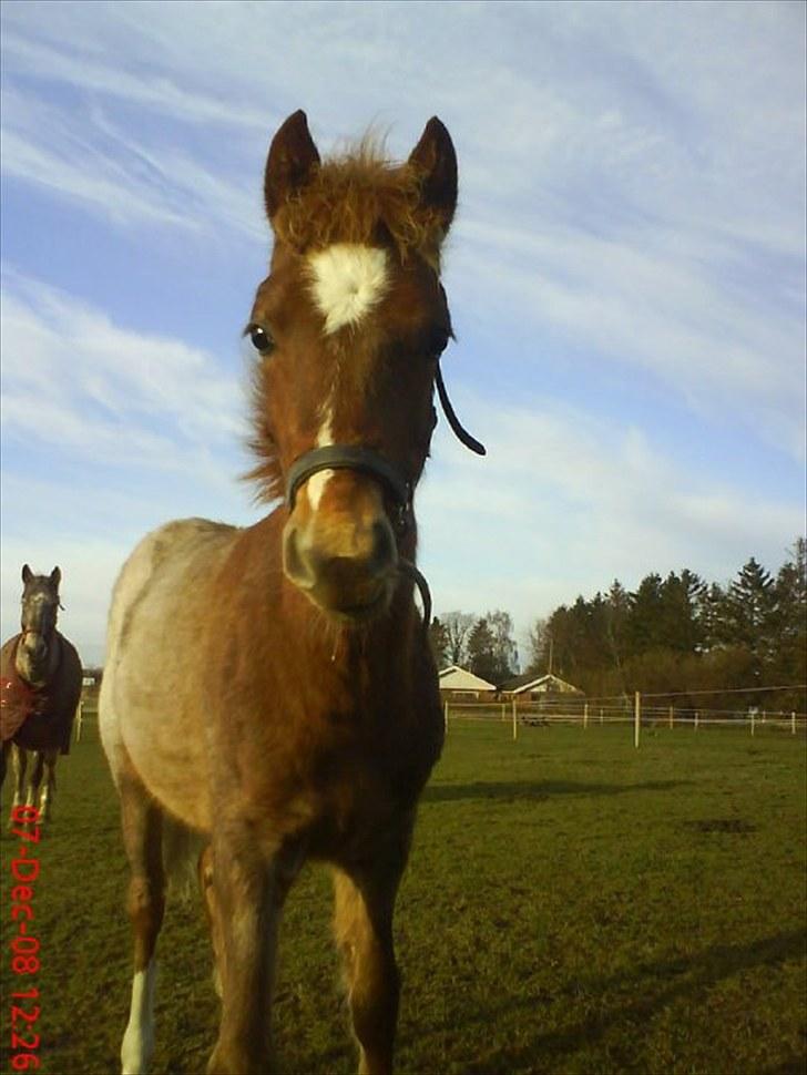 Welsh Pony (sec B) Valentins Lamirado  billede 1