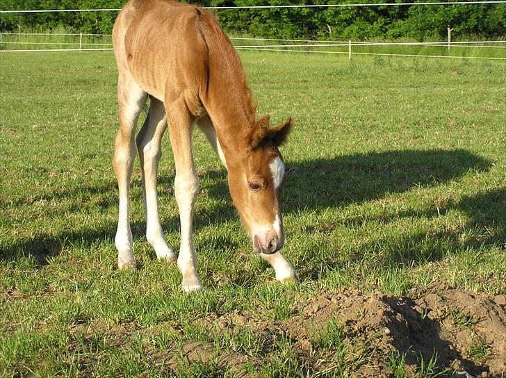 Welsh Pony (sec B) Valentins Lamirado  billede 3