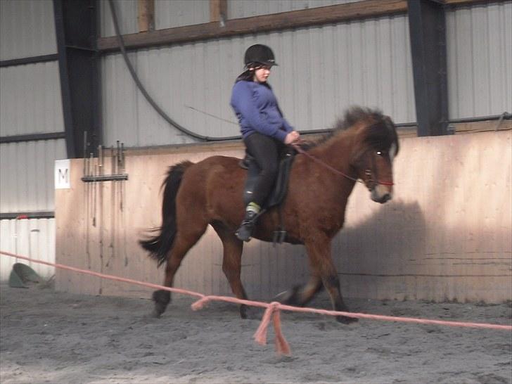 Islænder Heimir fraTókastöðumSOLGT - 29 April 2010 :) billede 18